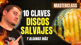 DISCO SALVAJE |  La Guía Definitiva  | 10 Claves PRO para el Éxito 🐠