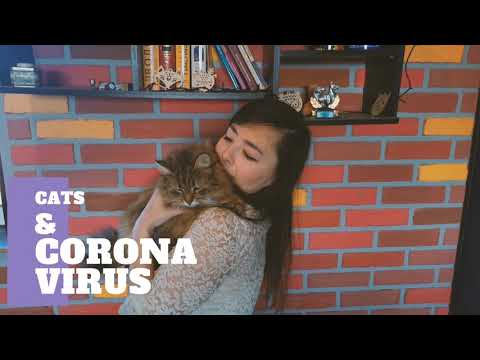 Cats And Corona Virus -  Can Humans Get Corona Virus From Cats?