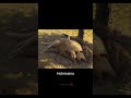Armadillos Prehistóricos Prehistoria Animales Iceage Evolution Shorts