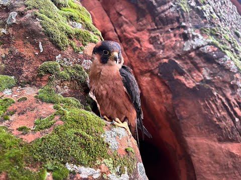 The Endangered Taita Falcon