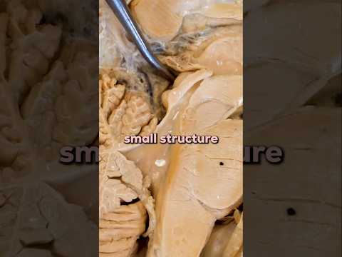 How Your Brain Secretes Melatonin