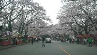 preview picture of video 'Kobayashi Bokujo Sakura'