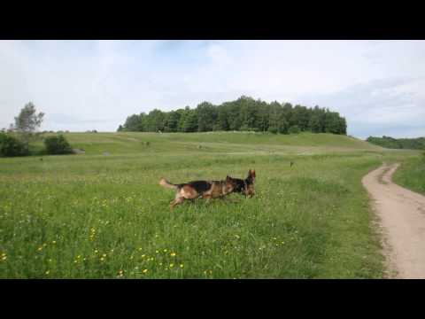 Izborsk Gorodischenskoye Lake photos