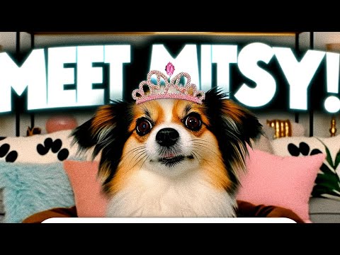 Meet Mitsy: The Chiwawa Mix Living the Lavish Life! 🐾✨ | Chookolingo Vibe