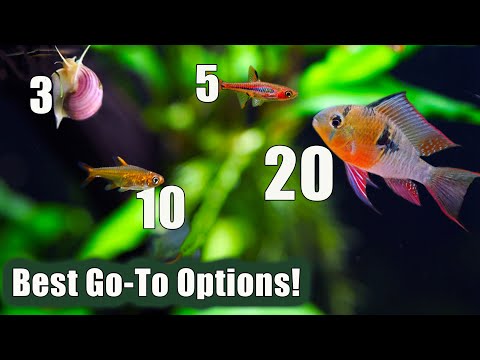 My top 3 nano fish choices for each  NANO tank size!