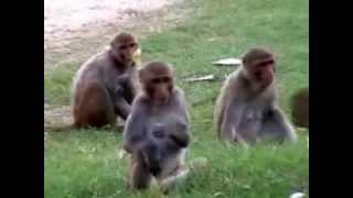 preview picture of video 'Funny Monkeys eating Ice Candies (Chuski/Barf ka Gola)'