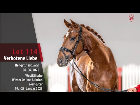 Winter Online-Auktion Lot 114 Verbotene Liebe Hengst v. Vivino - Sandro Hit