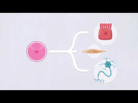 FWU - Stammzellen - Trailer