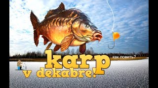 Как поймать карпа в декабре