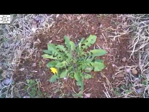 download lagu mp3 mp4 Dandelion Common Name, download lagu Dandelion Common Name gratis, unduh video klip Dandelion Common Name