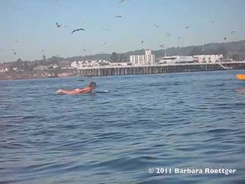 Funny animal videos - Surfer Almost Swallowed by Whale