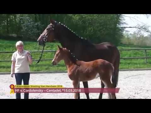 KN 07: Fohlen von Cordolensky - Centadel