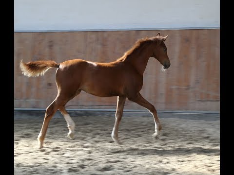 Oldenburger Stutfohlen von Fürst Wilhelm/Monteverdi/Gribaldi