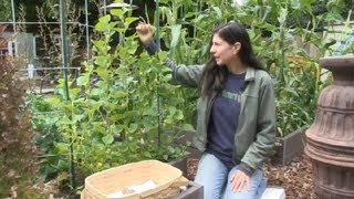 The Best Way to Support Cucumber Plants : Cucumber Gardening