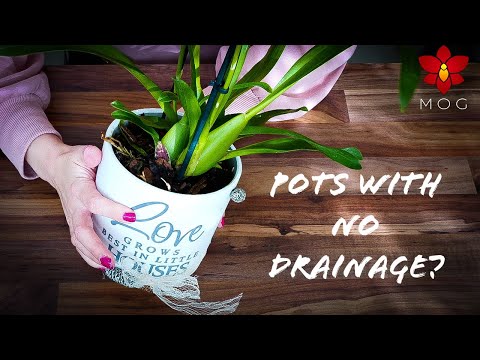 Orchids in no drainage pots? - Do this as soon as possible!