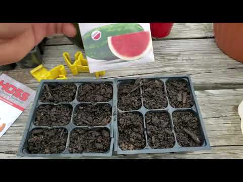 The Amazing Sangria Watermelon