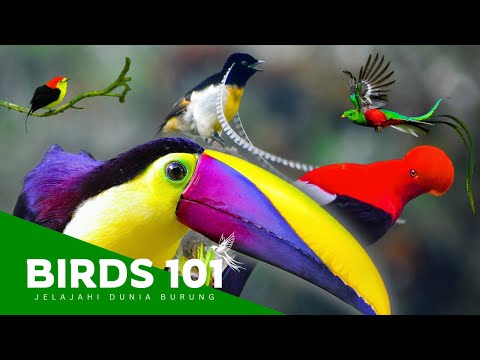 Makhluk Terindah di Muka Bumi | Jelajahi Dunia Burung (Full Series) | Video Dokumenter Satwa Liar