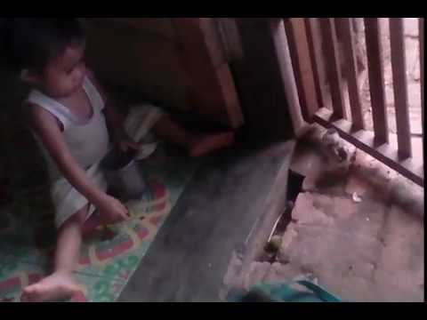 download lagu mp3 mp4 Pb Beri Makan Ayam, download lagu Pb Beri Makan Ayam gratis, unduh video klip Pb Beri Makan Ayam