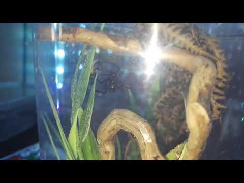 Latrodectus menavodi “madagaskar“ 0.1