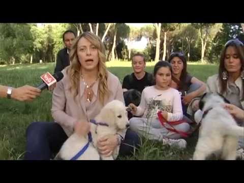 La proposta di Giorgia Meloni sulle adozioni dei cani