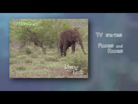 FaunaView: Krugerpark - Elephant Encounters
