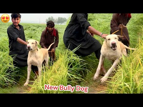 NEW HEAVY BULLY DOG SODHA HO GYA😍