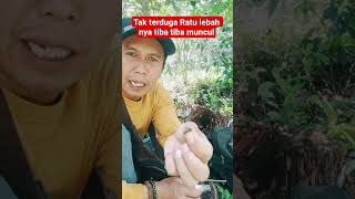 Download lagu Unexpectedly, the queen bee was suddenly caught #wildbees #queenbees #apisceranabees #bees mp3