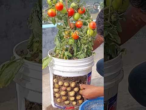 একই গাছে আলু ও টমেটো চাষ পদ্ধতি | grafting #facts #shortsfeed