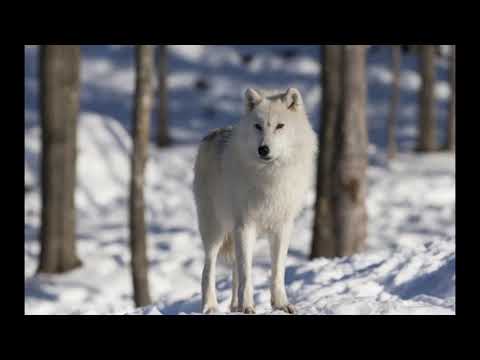 Moveon ,,Samiec alfa"