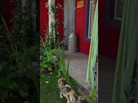 Huinganco - Cabanas La Lila