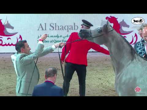 N 32 D BEISAN   World Arabian Horse Championship 2022   PARIS   Junior Fillies Section A Class 2A