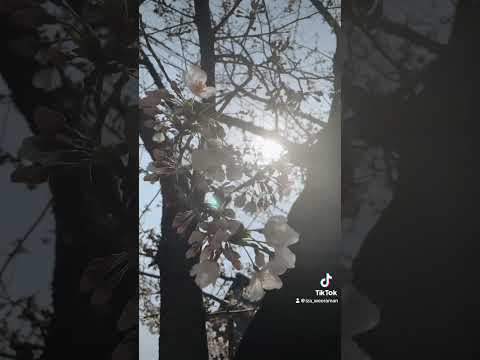 #flowers #japan #japaneseculture #japansakura #sakura #tokyo #spring