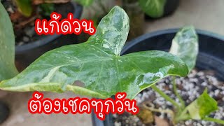แก้หนอนกินใบ​ กินราก​ ไม้มงคล​ทุกชนิด​ โคโลคาเซีย