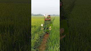 Download lagu বক ধরার কোশল Kiban cara cicem mengaku ka jipoh p###৳৳🦩🙏🌾😭 mp3