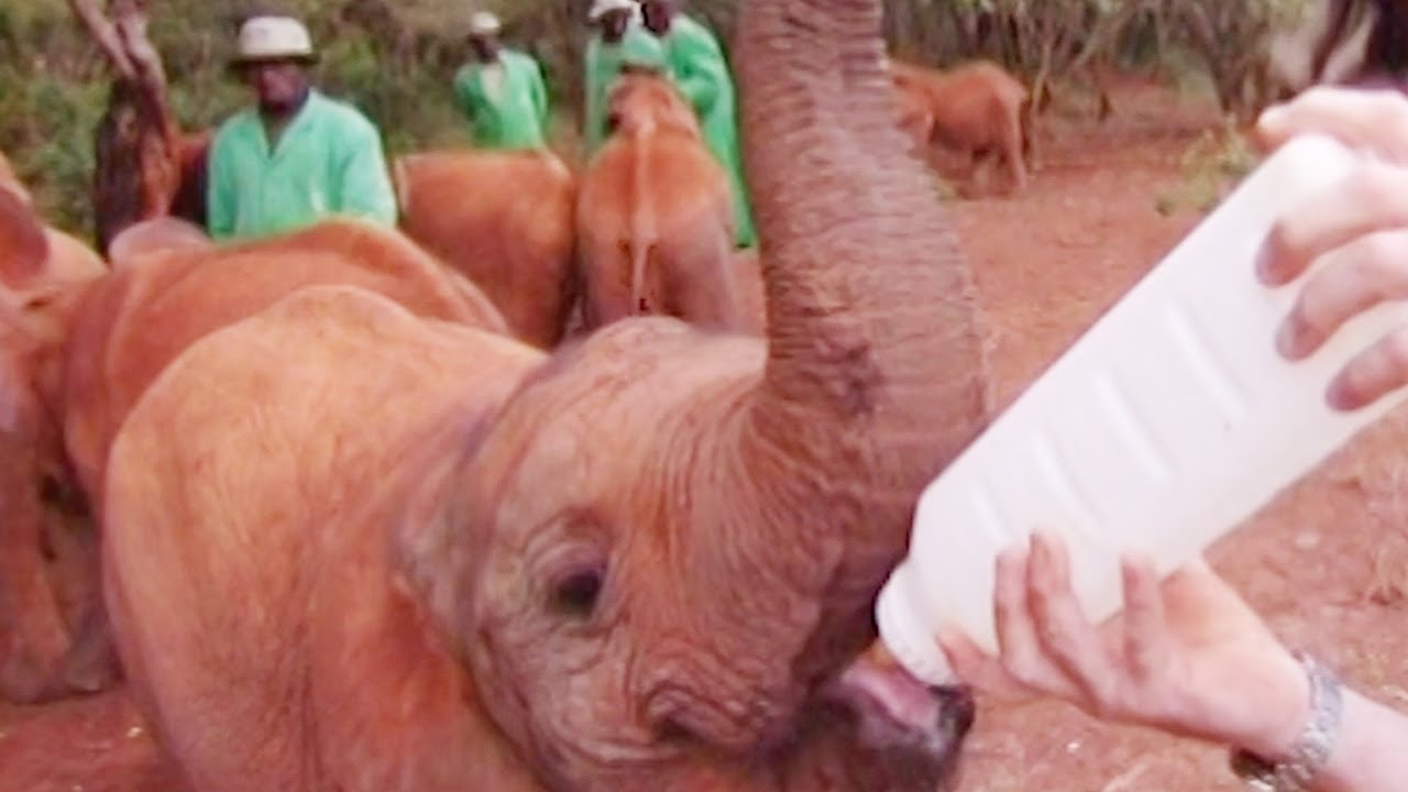 Feeding Baby Orphaned Elephants Nature's Miracle Babies BBC Earth