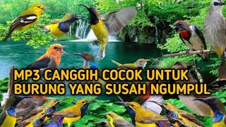 Download lagu sangat cocok ❗suara pikat burung kecil ini bisa hipnotis secara cepat ‼️ mp3