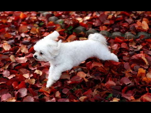 How to make good relation with your dog pet.