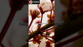 Download lagu BUNGA SAKURA #shortvideo #edukasi #sakura #bunga #jepang mp3