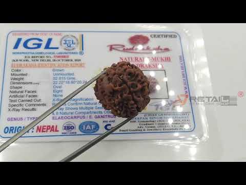Natural 8 Mukhi Rudraksha 2.815 Grams