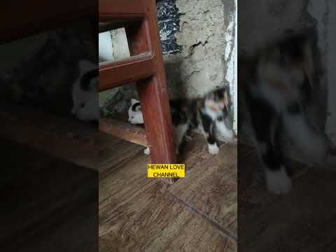 CUTE CATS, CAT, 2 of the most adorable cute kittens 😺🥰🥰 | MeowMeow #cat #short #cats #catlover #pet