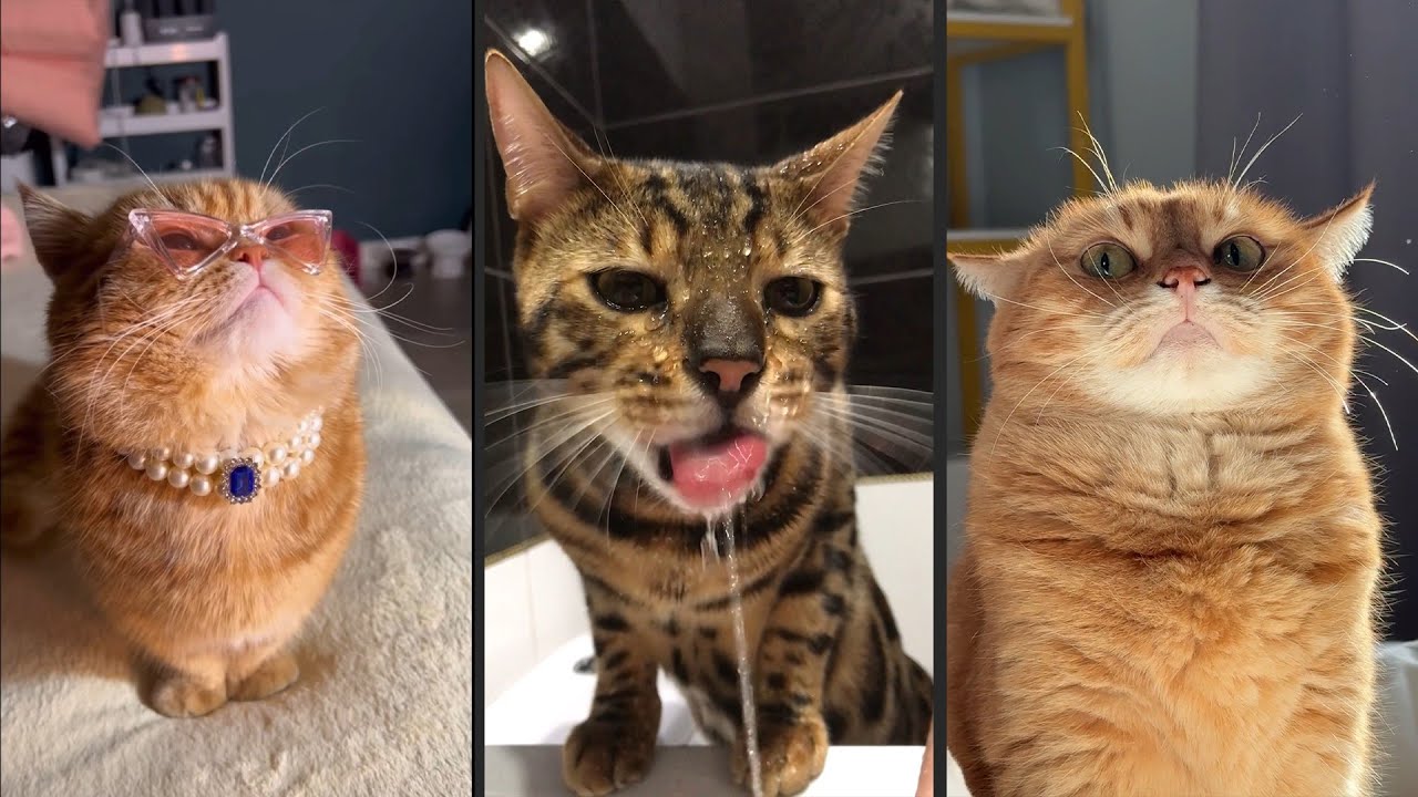 Cute and funny CATS.🐱 And Some Just Interesting Moments.😻Videos🔶 Сompilation # 34🔶