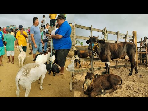 FEIRA DE CAMARADA, CUMARU, PERNAMBUCO, 07/12/2025