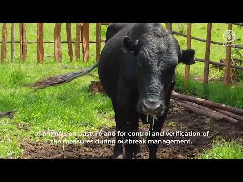 Use of drones for early detection, surveillance, and outbreak management of animal diseases