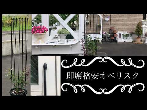 つるバラ「アメリカンピラー」 植物