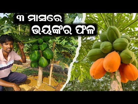 ୩ ମାସରେ ଭୟଙ୍କର ଫଳ || How to get fruits in papaya in 3 months ? @EfarmingOdisha