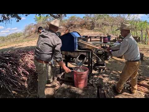Así se muele la caña en Guatemala | Vida rural auténtica