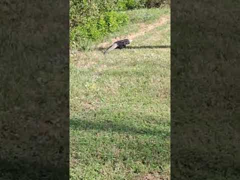 Adriana Santana. Termas de Guaviyu Paysandú Uruguay. Noviembre 2025.