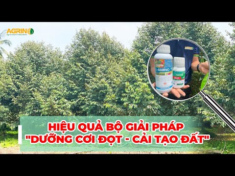 Giải pháp dưỡng đọt, cải tạo đất vườn sầu riêng | Vườn anh Tiến tại Cái Bè, Tiền Giang
