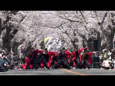 KEN-CHU華組  -富岡町さくらまつり2022-