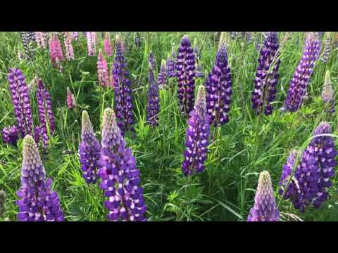 Lupinus